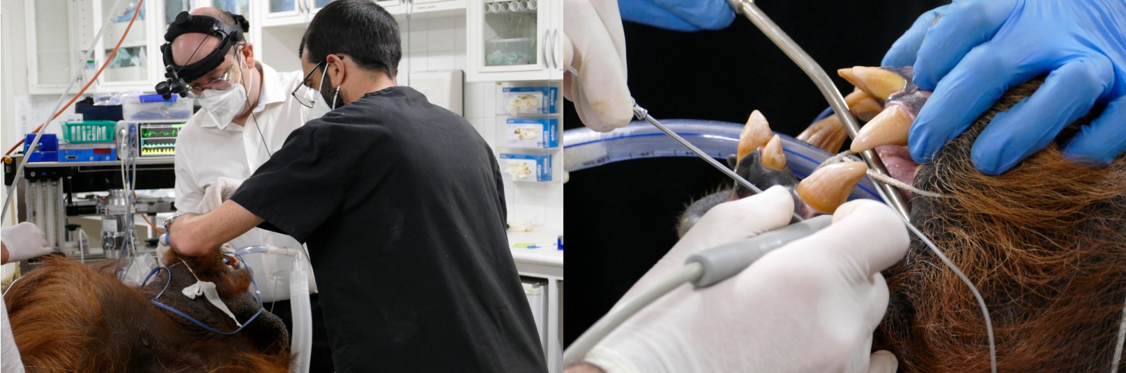 Our Recent Trip to the Adelaide Zoo! North Adelaide Dental Care