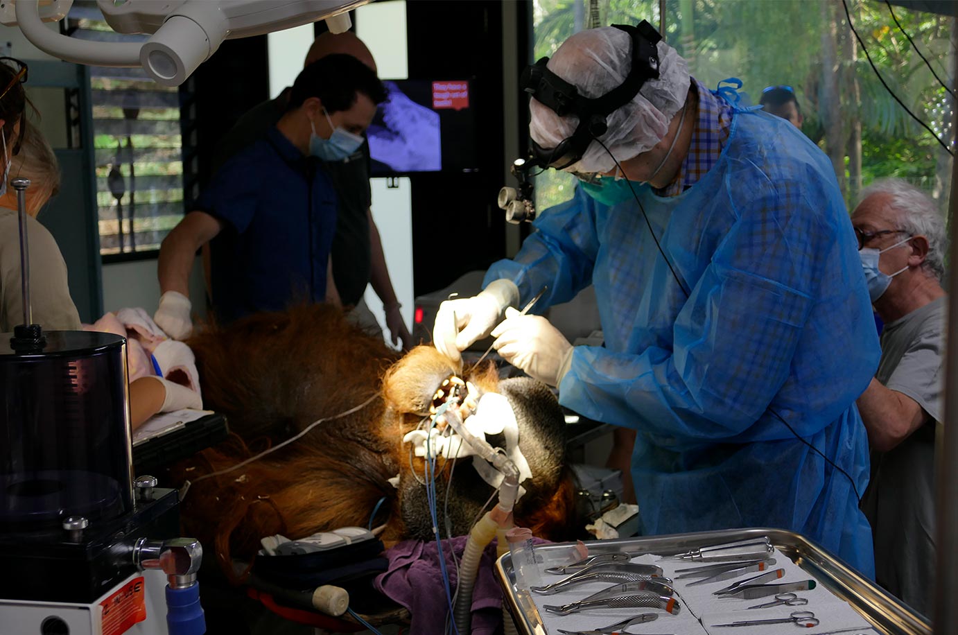 Dr Greg Miller working on Kluet's teeth